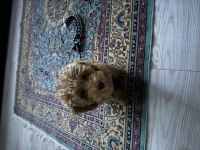 Eğitimli poodle