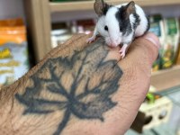 Panda mice bebekler
