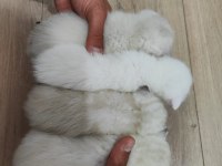 25 günlük 3 adet Scottish Fold ve Anneleri