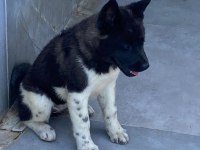 Akita Cinsi Yavrularımız