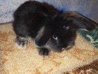 Teddy lop tavşan yavrular mavi göz yavrular