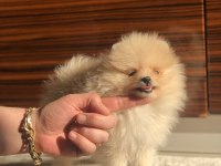 2.5 aylık dişi mini Pomeranian boo