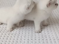 Uygun British Shorthair
