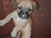 Corgi / Jack russell