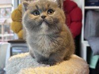 Top Kafa Kısa Kulak Safkan Show Kalite British Shorthair