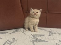 KAR BEYAZI BRİTİSH BEBEKLERİMİZ TUVALET EĞİTİMLİ