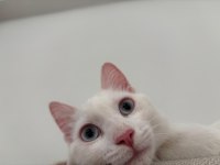 Mavi gözlü beyaz tekir kedi 5 aylık dişi
