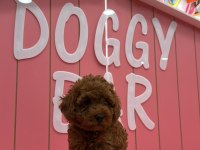 KIVIR KIVIR POODLE YAVRULARIM ÖMÜRLÜK AİLESİNİ ARIYOR