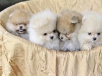 Pomeranian Boo Tedy Bear