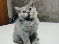 British Shorthair Yavruları