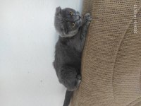 Şehir değişikliği için scottish fold