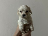 yavru maltese terrierler