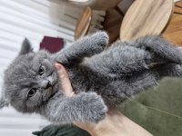 Erkek british shorthair yavru mama ve kum alışkanlığı mevcut