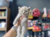 Kedinin en güzeli benim olsun diyene