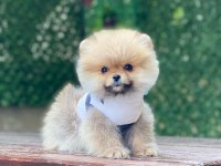 Pomeranian boo yavrular