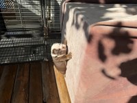 Egzotik şecereli muhteşem anatomi ingiliz bulldog