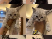 Yeni yuvalarına gitmeye hazır british longhair