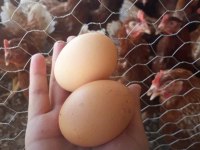 Ücretsiz kargo kapıda ödeme Lohman Brown Tindet Ataks