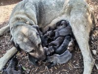 Mersin A kalitede Anadolu çoban köpeklerimiz