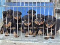 A şecereli macar koca kafa küt burun rottweiler yavrular