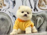 Pomeranian köpeği