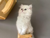 BRİTİSH LONGHAİR AY1133 ERKEK MUHTEŞEM TİP