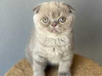 Scottish fold kedisi