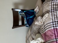 4.5 aylık scottish fold kedi sahiplendirmek istiyorum