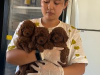 Kore toy poodle bebeklerimiz