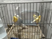 Finc fansy kanarya vardır