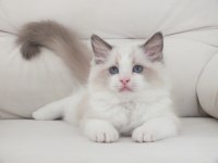 Full şecereli ragdoll yavruları