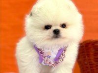 Safkan pomeranian yavrular