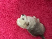 4 aylık dişi terrier köpek