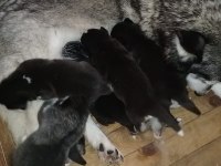 Husky yavrularım yeni ailesini bekliyor