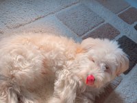 8 aylık erkek maltese terrier lattemizi sahiplendiriyoruz