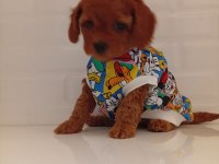TOY POODLE ANNE ALTINDAN KALİTELİ