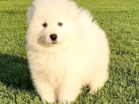 Elit Patiler Farkıyla Samoyed Yavrular