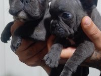 FRENCH BULLDOG KÖPEĞİMİZ