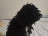 Toy Poodle Köpeğimiz Ücretlidir