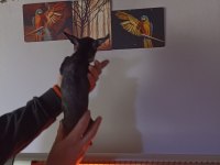0 numara dişi pinscher çok ufak olacak