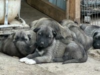 ÇİFTLİKTEN SAFKAN KANGAL