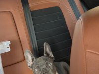 ERKEK 4 AYLIK FRENCH BULLDOG TÜM AŞILARI YAPILDI