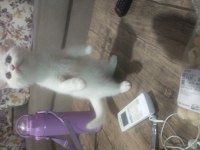 Gitmeye hazır dişi british shorthair kedim