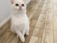 Kısır Dişi British Shorthair 9 Aylık