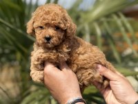 TOY POODLE YAVRULARIMIZ