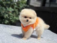 Yavru Pomeranian Boo Köpekleri