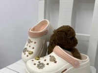 Toy Poodle Yavru