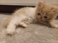 İran Egzotik Longhair 1 Buçuk Aylık Erkek