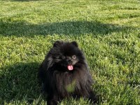 3 aylık pomeranian köpeğimiz