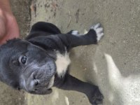 Cane Corso Yavruları